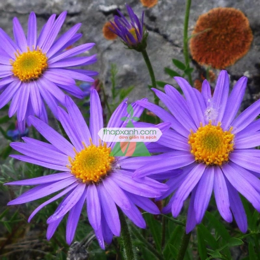 Gambar Hạt giống hoa Cúc Anh Thảo xanh tím