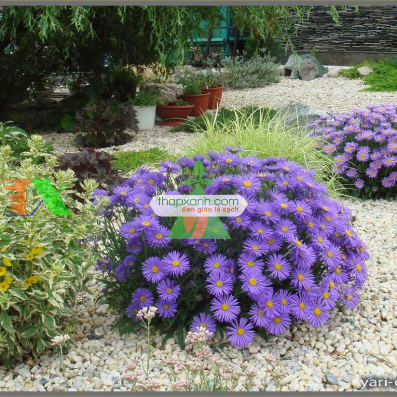Hạt giống hoa Cúc Anh Thảo xanh tím