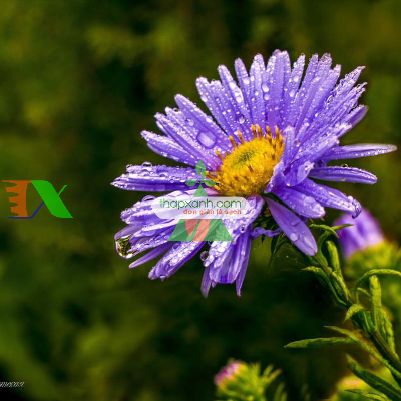 Hạt giống hoa Cúc Anh Thảo xanh tím