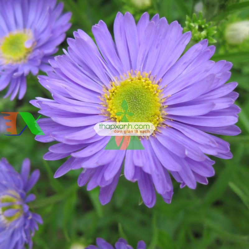 Hạt giống hoa Cúc Anh Thảo xanh tím