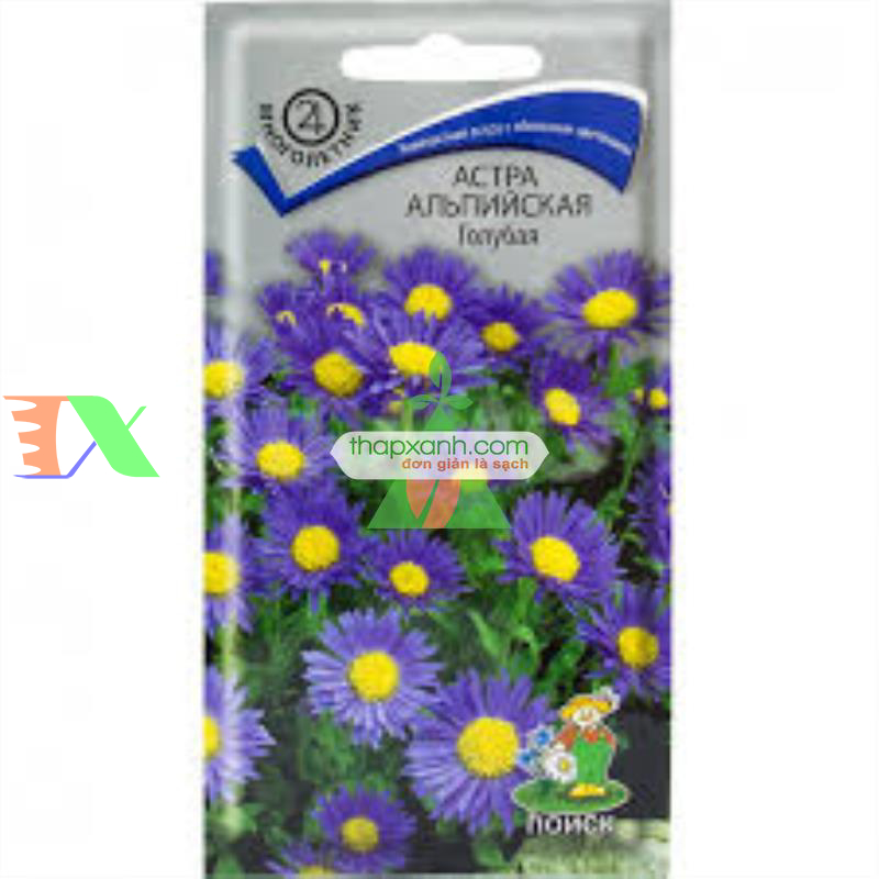Hạt giống hoa Cúc Anh Thảo xanh tím