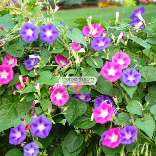 Ảnh của Hạt giống hoa Bìm Bìm mix