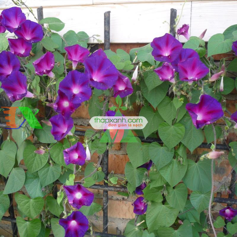 Hạt giống hoa Bìm Bìm mix