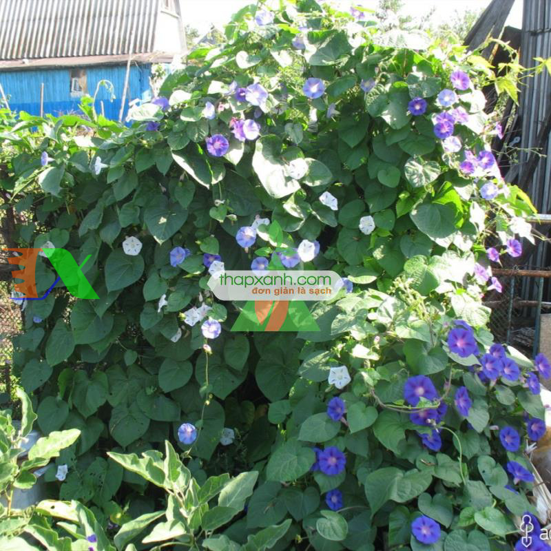 Hạt giống hoa Bìm Bìm mix