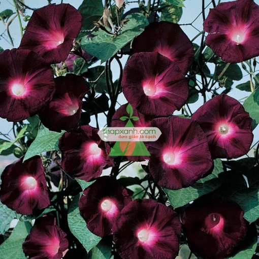 Ảnh của Hạt giống hoa Bìm Bìm tím