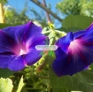 Ảnh của Hạt giống hoa Bìm Bìm tím