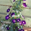 Ảnh của Hạt giống hoa Bìm Bìm tím