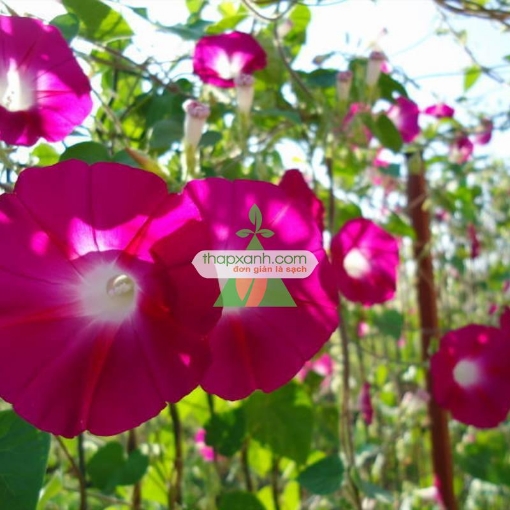 Ảnh của Hạt giống hoa Bìm Bìm đỏ