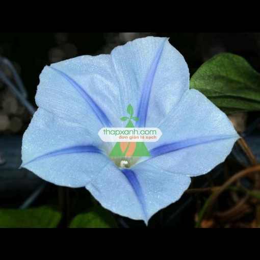 Ảnh của Hạt giống hoa Bìm Bìm trắng