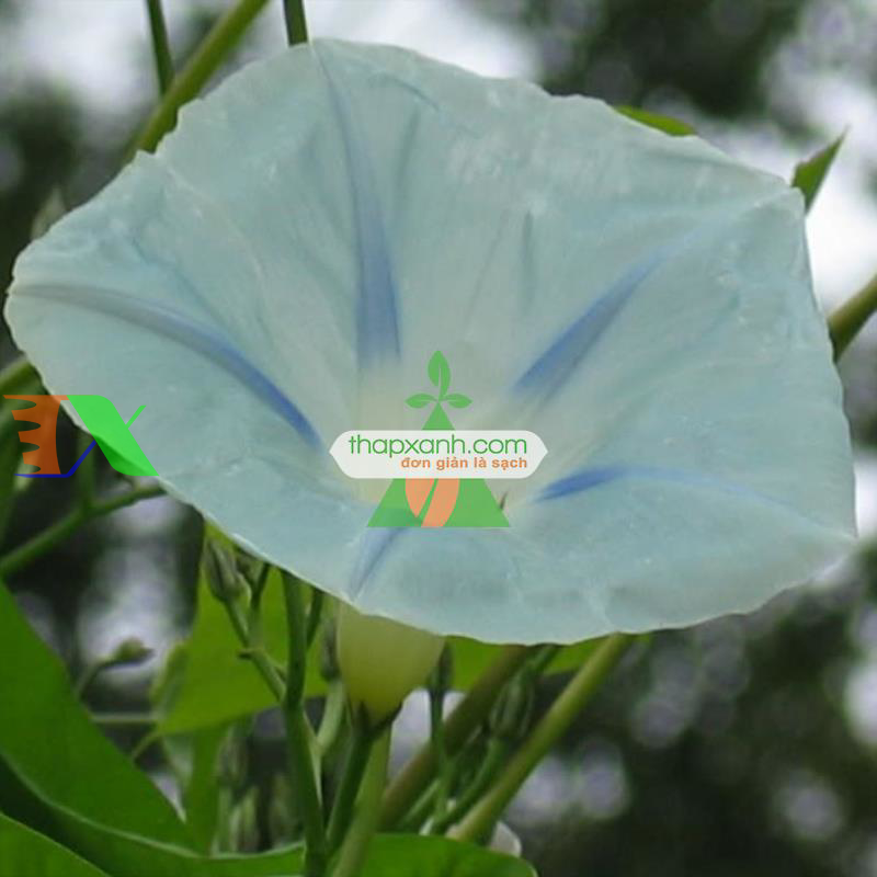 Hạt giống hoa Bìm Bìm trắng