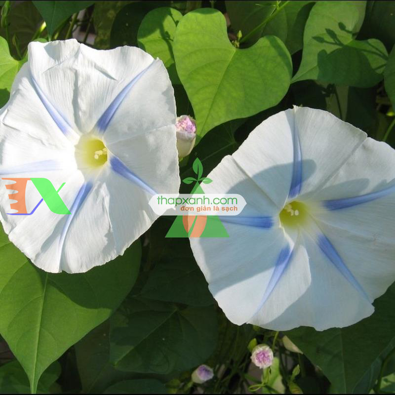 Hạt giống hoa Bìm Bìm trắng