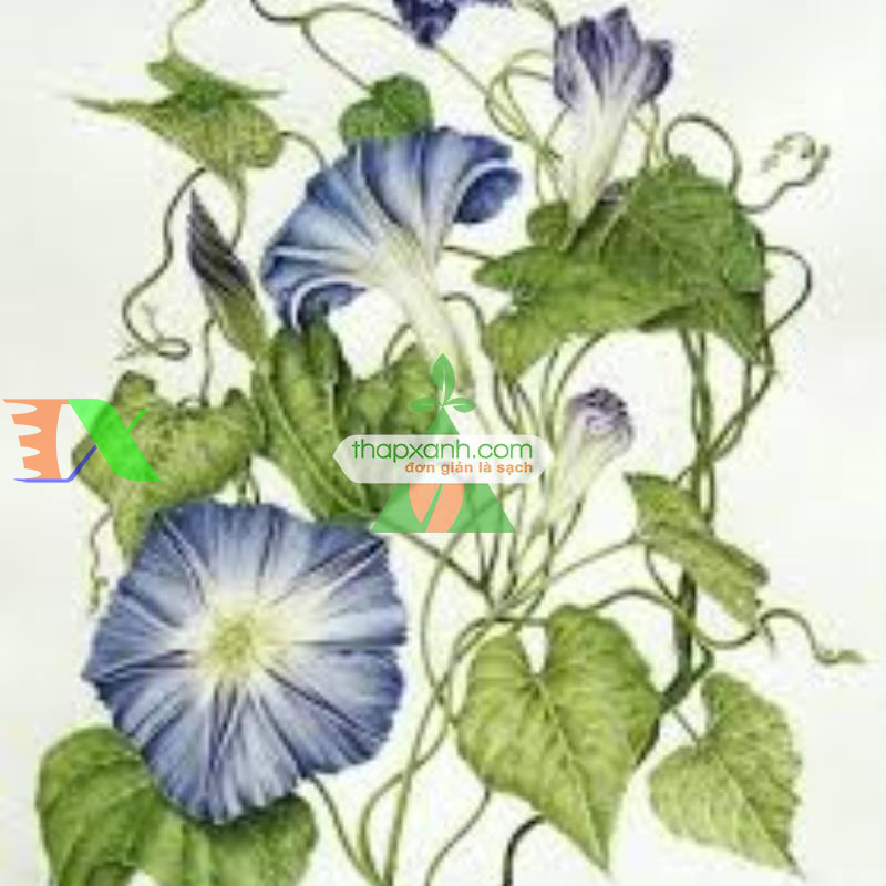 Hạt giống hoa Bìm Bìm trắng