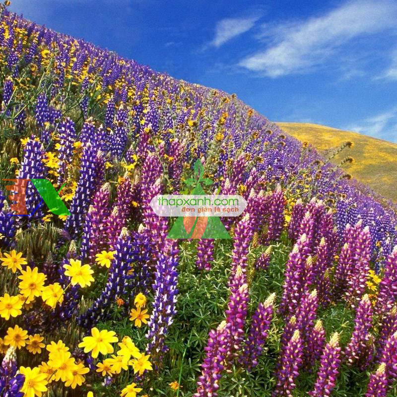 Hạt giống Hoa Lupine mix