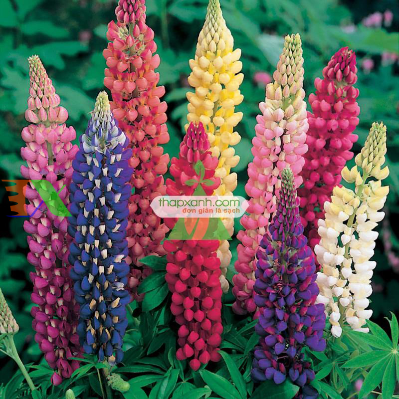 Hạt giống Hoa Lupine mix