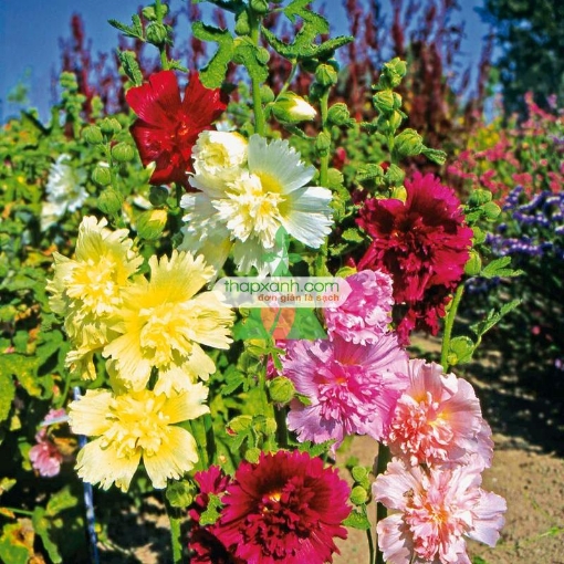 Picture of Hạt giống Hoa Mãn Đình Hồng mix