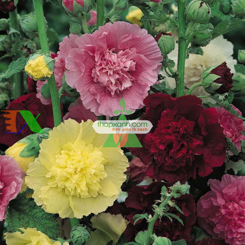 Hạt giống Hoa Mãn Đình Hồng mix