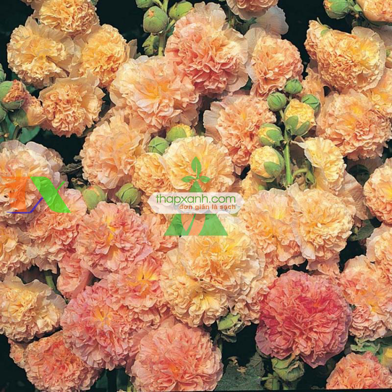 Hạt giống Hoa Mãn Đình Hồng mix