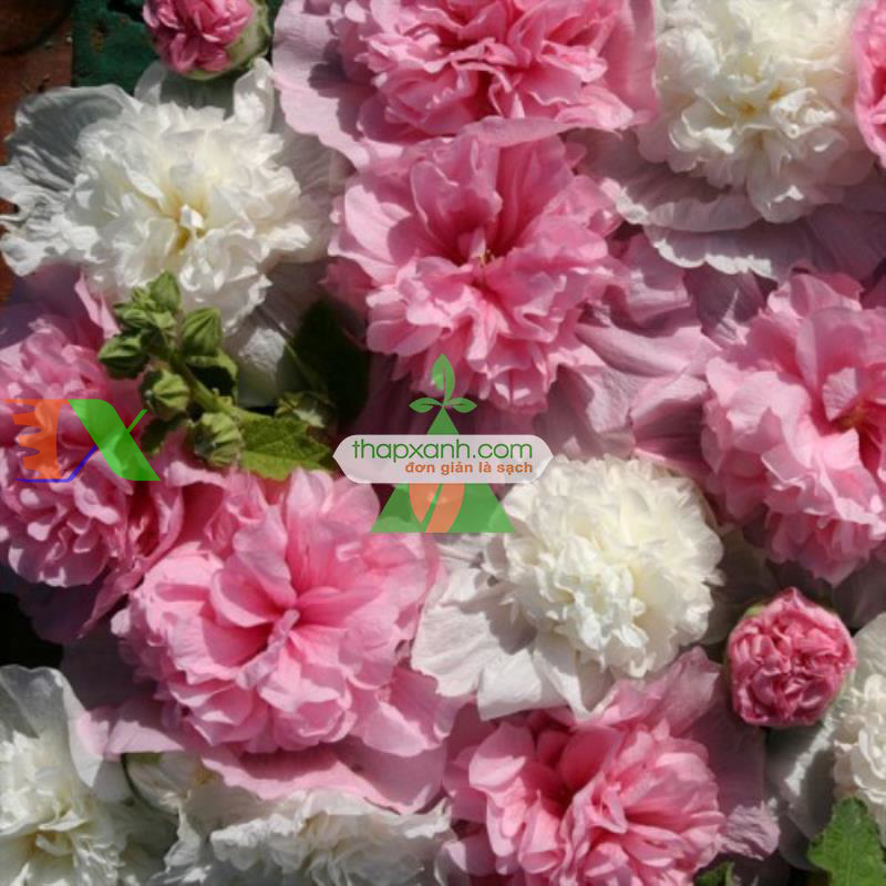 Hạt giống Hoa Mãn Đình Hồng hồng