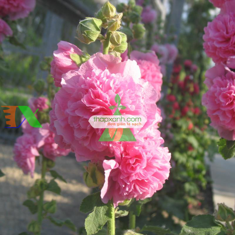 Hạt giống Hoa Mãn Đình Hồng hồng