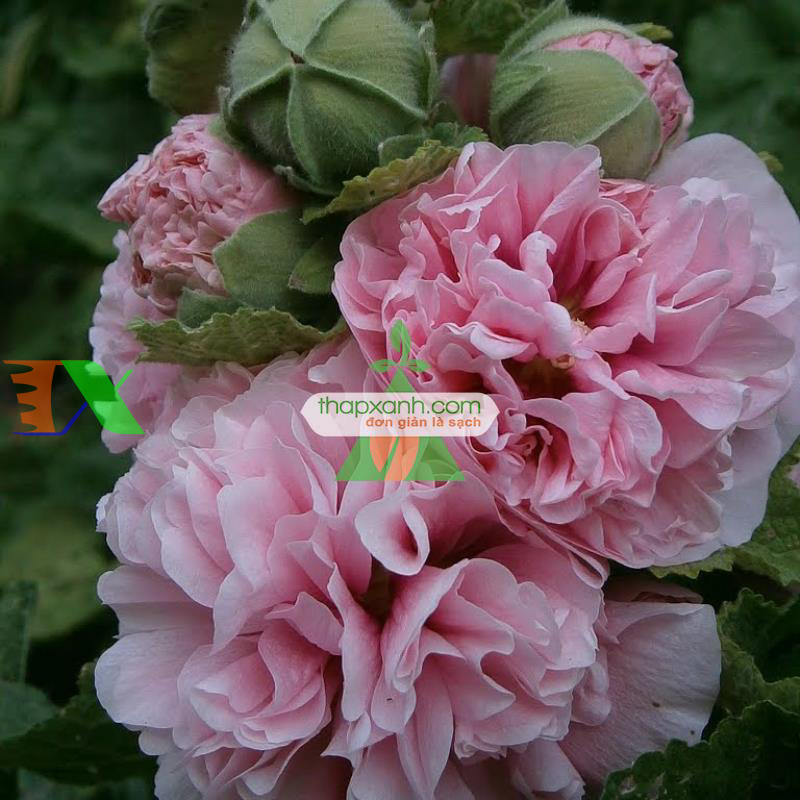 Hạt giống Hoa Mãn Đình Hồng hồng