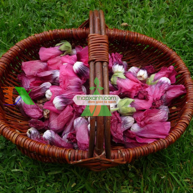 Hạt giống Hoa Mãn Đình Hồng hồng