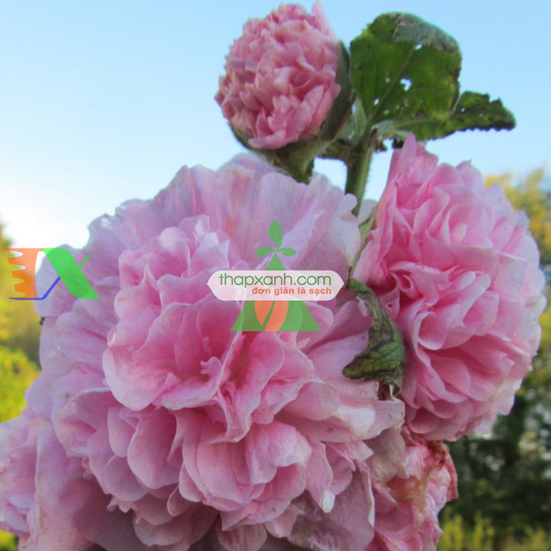 Hạt giống Hoa Mãn Đình Hồng hồng