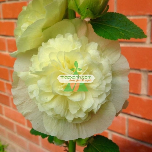 Ảnh của Hạt giống Hoa Mãn Đình Hồng vàng