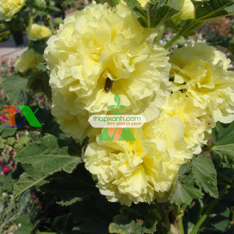 Hạt giống Hoa Mãn Đình Hồng vàng