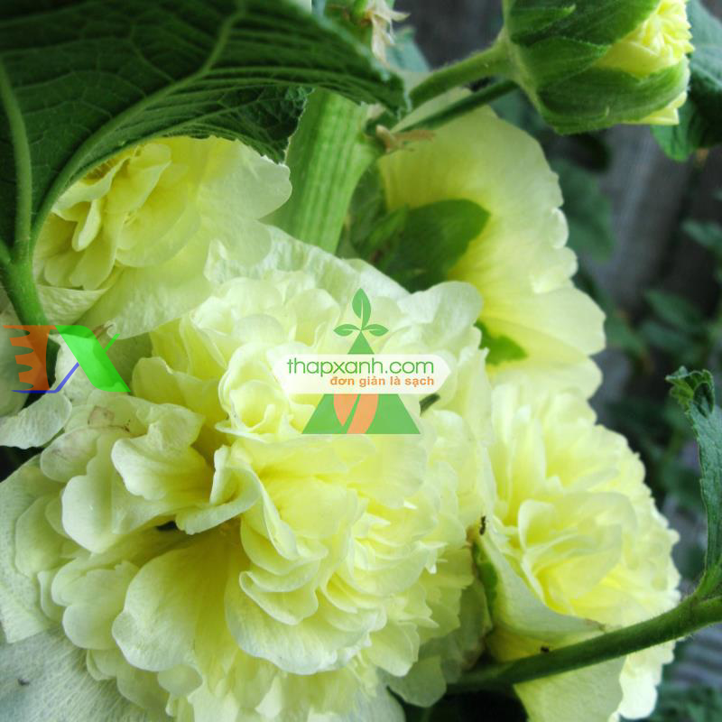 Hạt giống Hoa Mãn Đình Hồng vàng