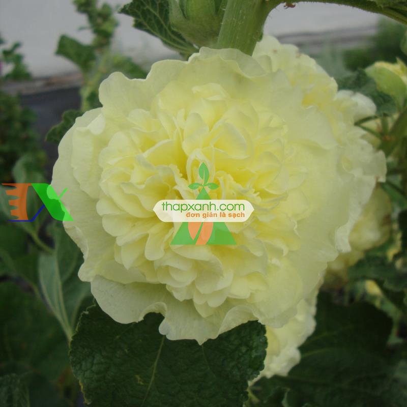 Hạt giống Hoa Mãn Đình Hồng vàng