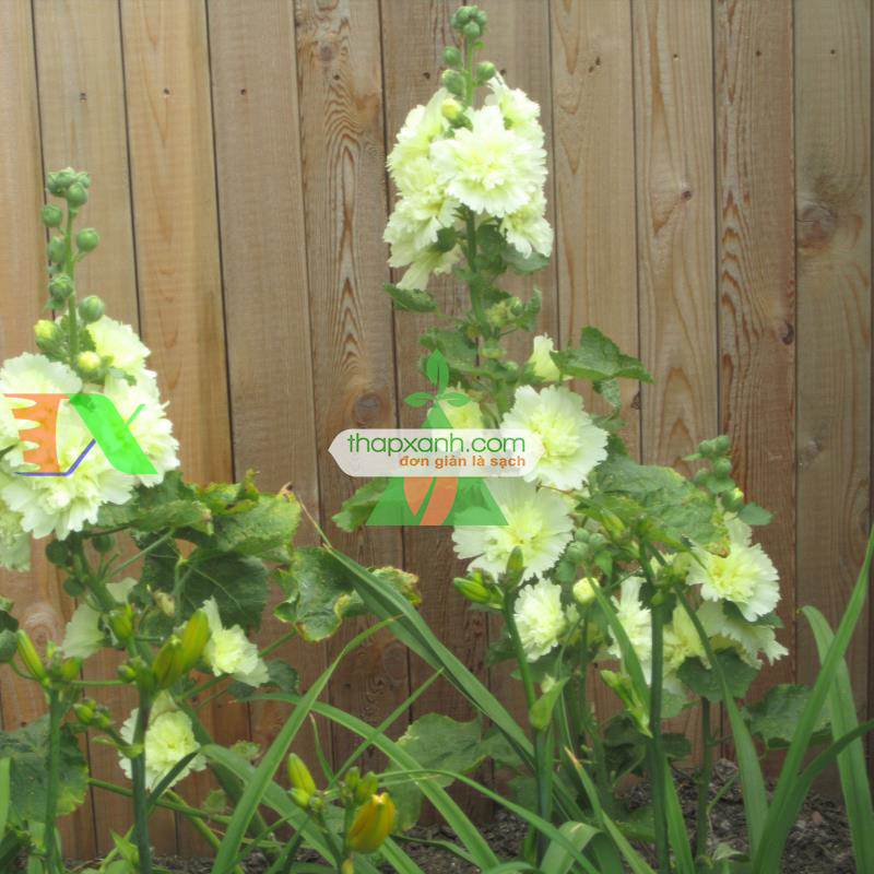 Hạt giống Hoa Mãn Đình Hồng vàng