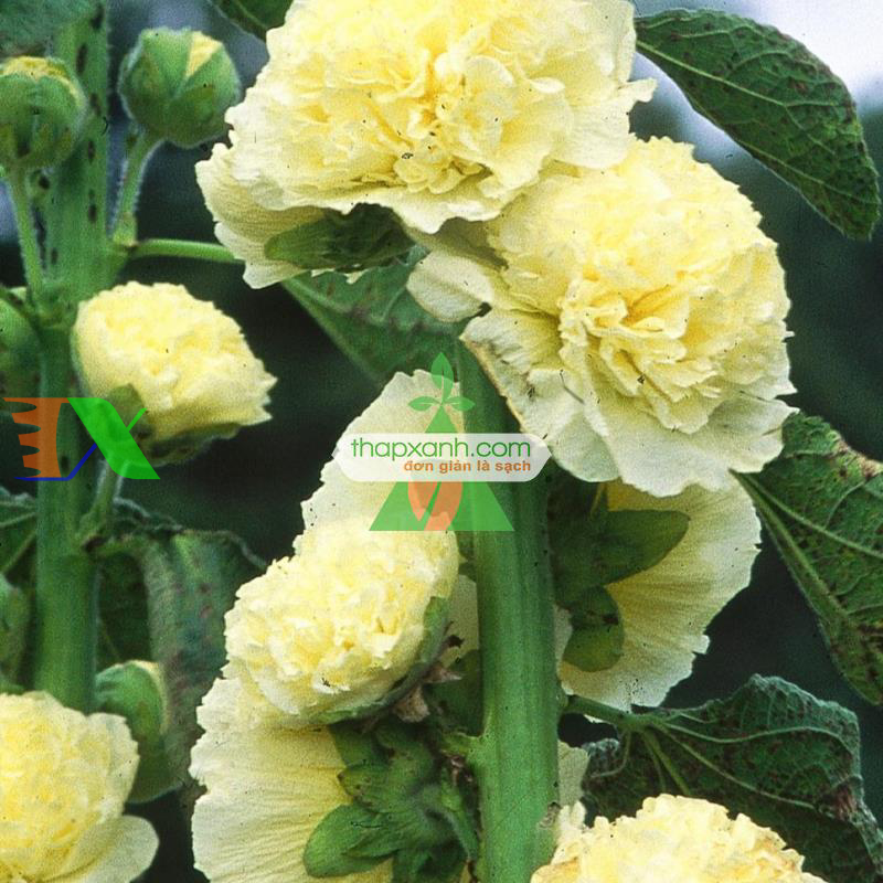 Hạt giống Hoa Mãn Đình Hồng vàng