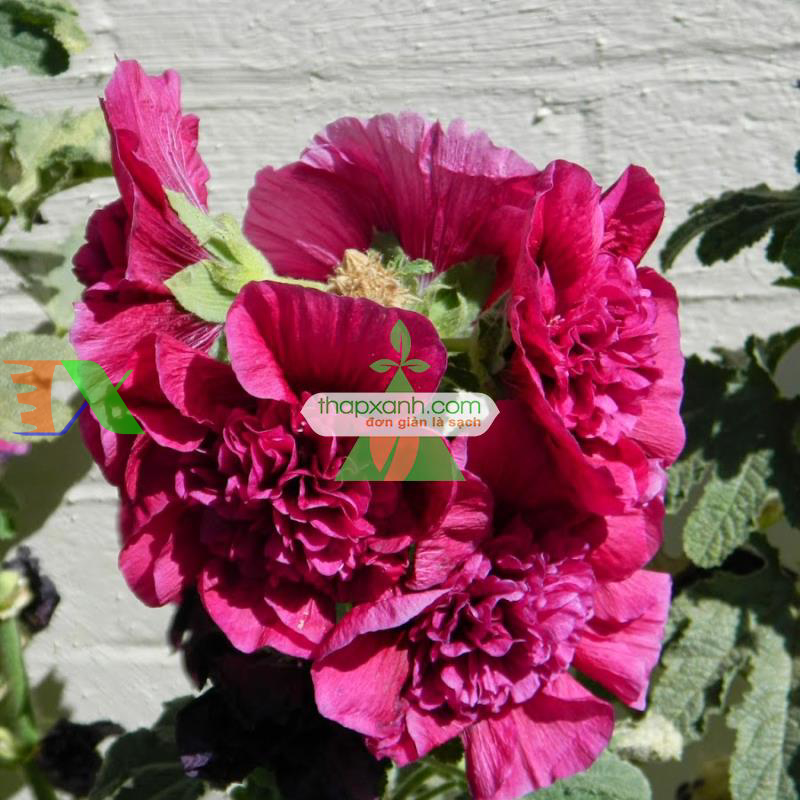 Hạt giống Hoa Mãn Đình Hồng đỏ