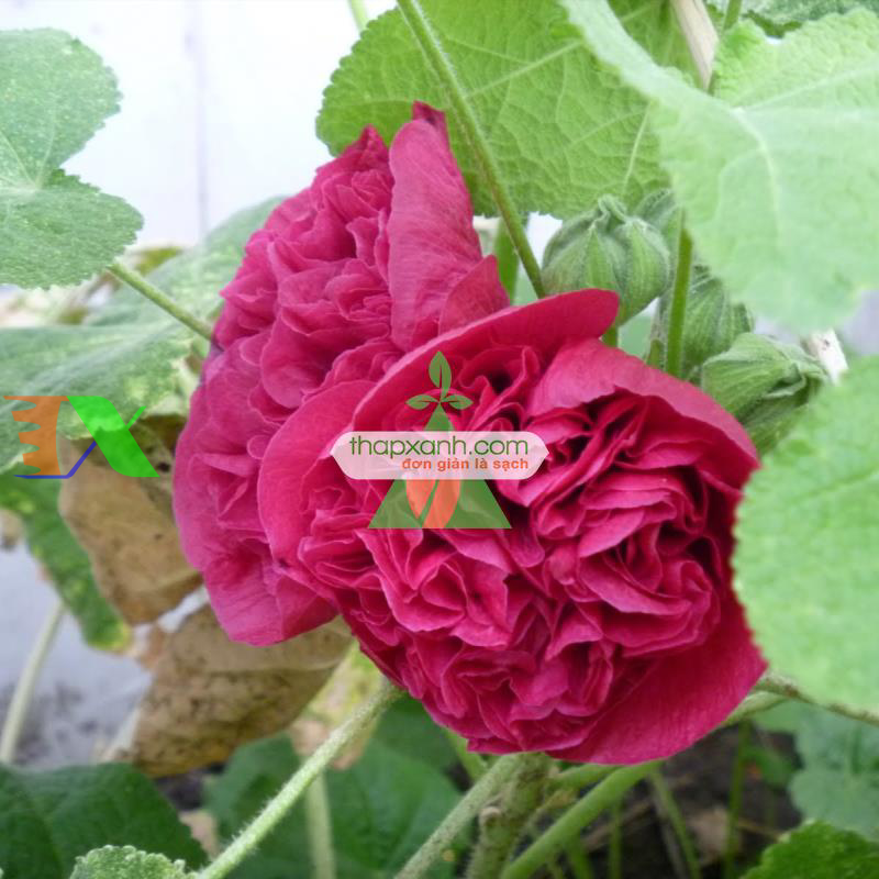 Hạt giống Hoa Mãn Đình Hồng đỏ