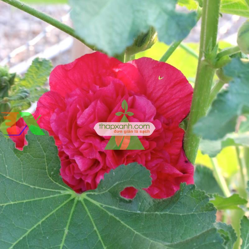 Hạt giống Hoa Mãn Đình Hồng đỏ