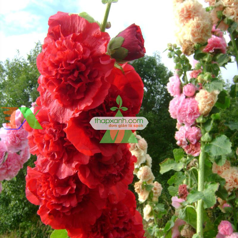 Hạt giống Hoa Mãn Đình Hồng đỏ