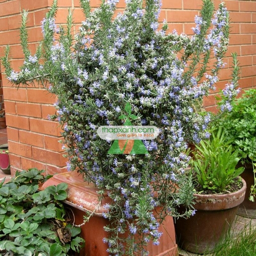 Ảnh của Hạt giống hoa Hương Thảo