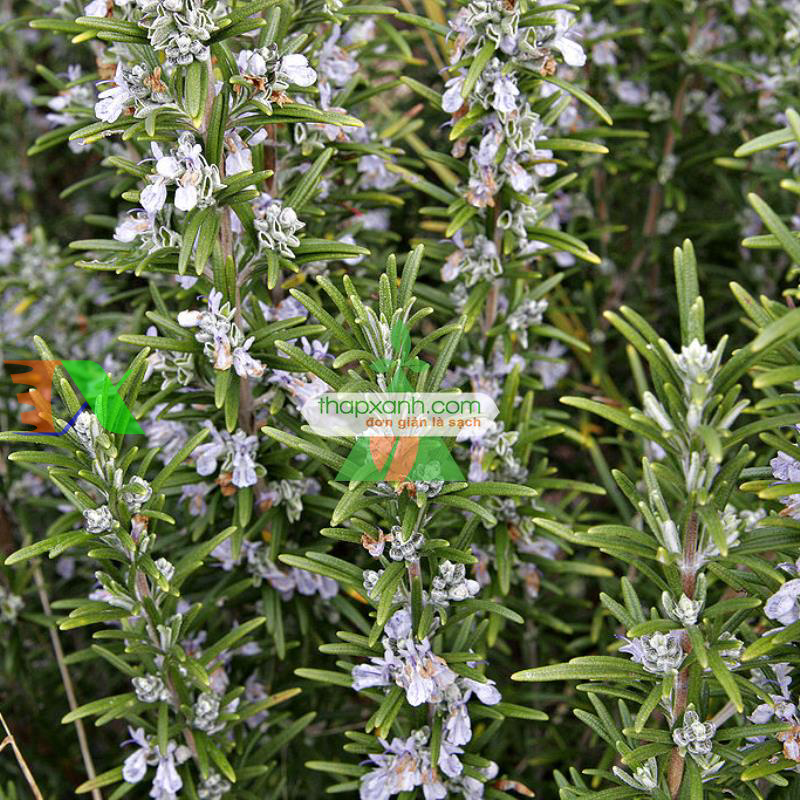 Hạt giống hoa Hương Thảo