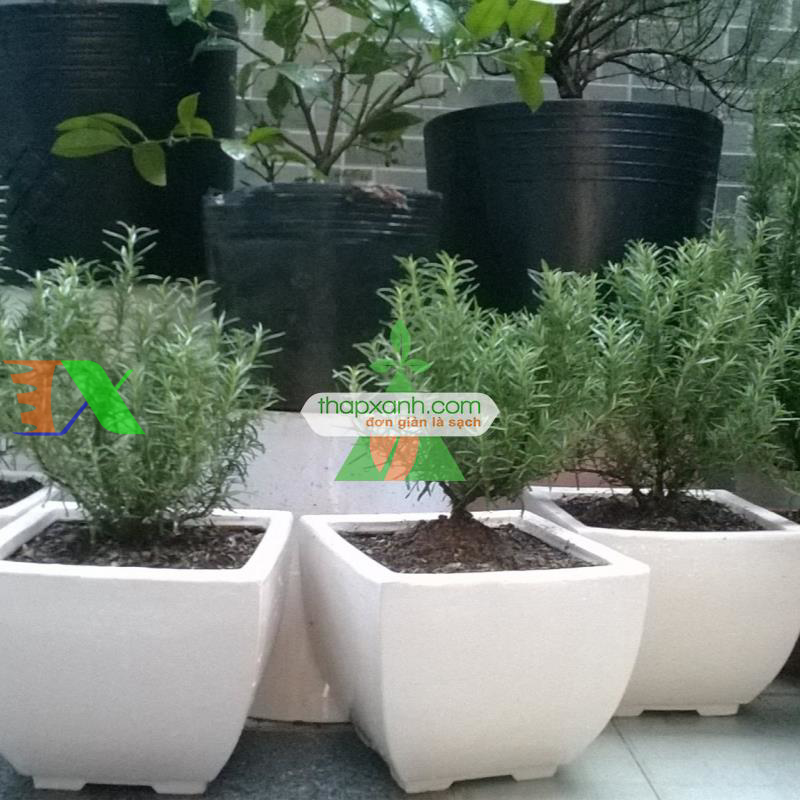 Hạt giống hoa Hương Thảo