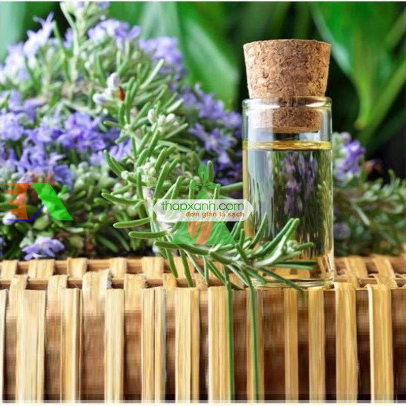 Hạt giống hoa Hương Thảo