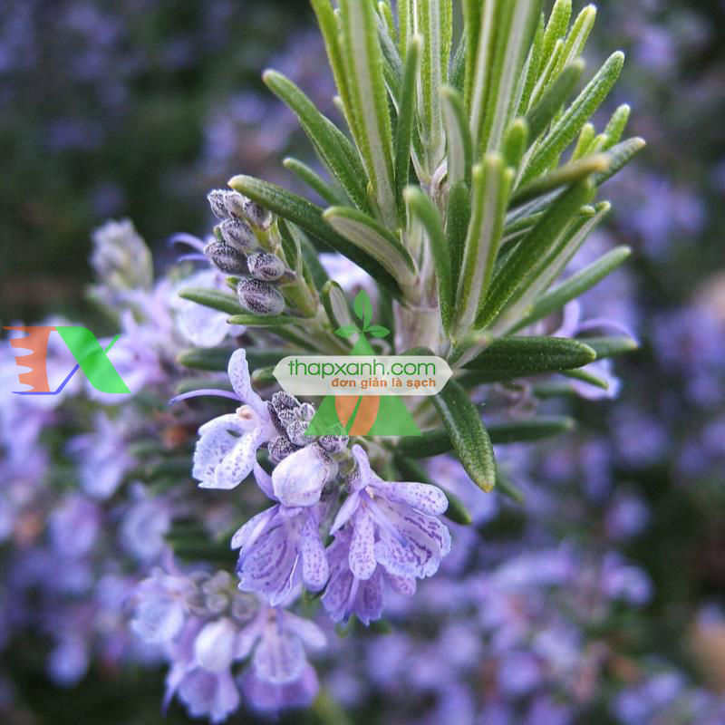 Hạt giống hoa Hương Thảo