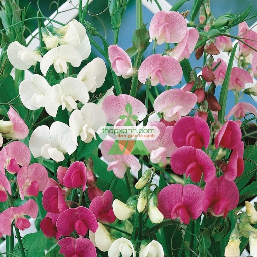 Ảnh của Hạt giống Hoa Đậu Thơm mix