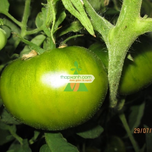 Ảnh của Hạt giống Cà Chua xanh