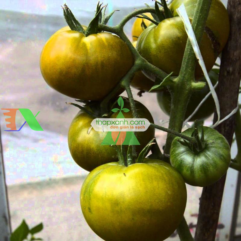 Hạt giống Cà Chua xanh