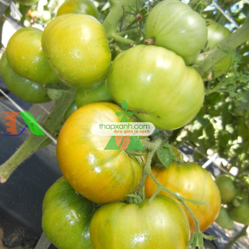 Hạt giống Cà Chua xanh