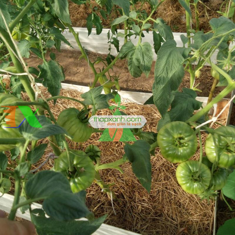 Hạt giống Cà Chua xanh