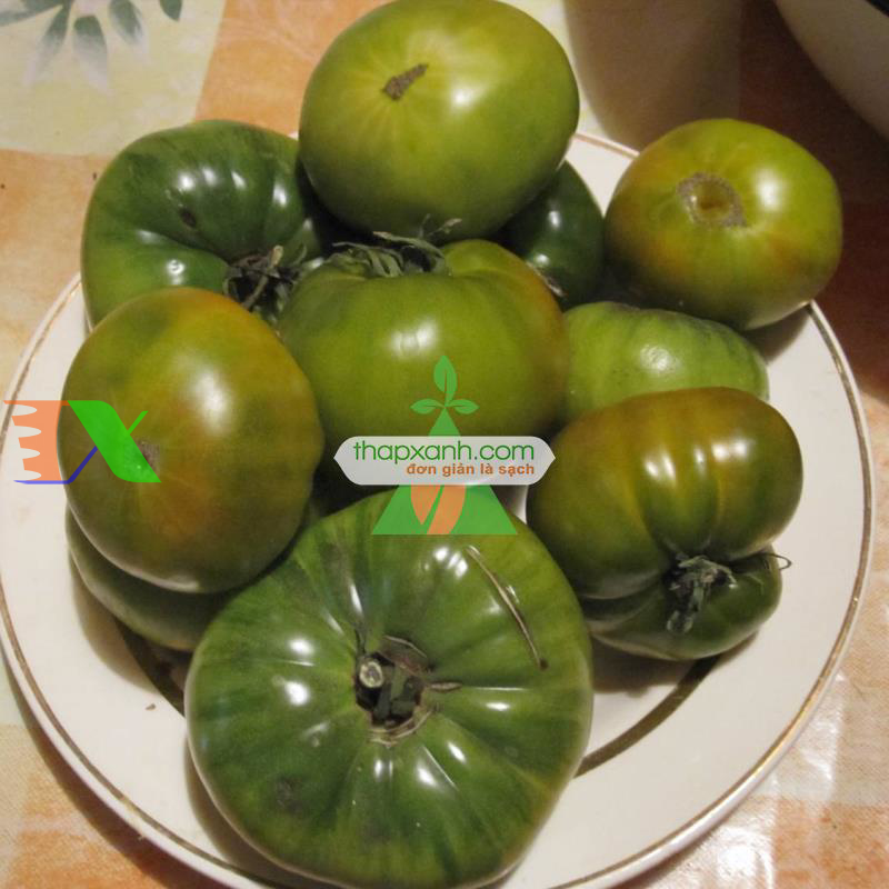 Hạt giống Cà Chua xanh