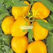 Ảnh của Hạt giống Cà Chua vàng (Cà Chua Chanh)