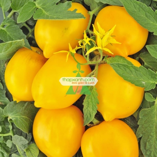 Ảnh của Hạt giống Cà Chua vàng (Cà Chua Chanh)