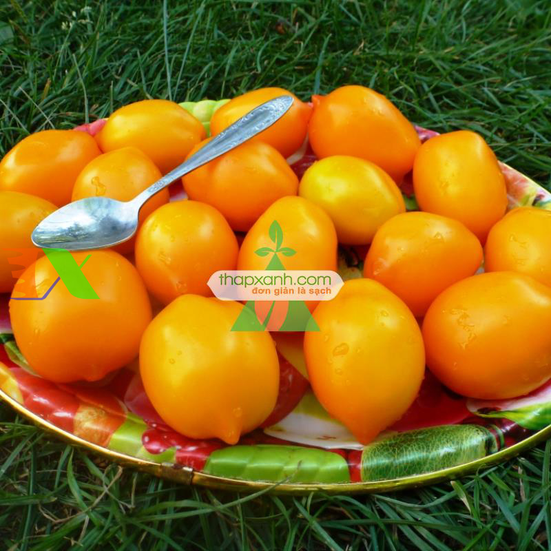 Hạt giống Cà Chua vàng (Cà Chua Chanh)